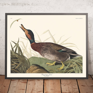 Befleckter Enten von John James Audubon, 1827 