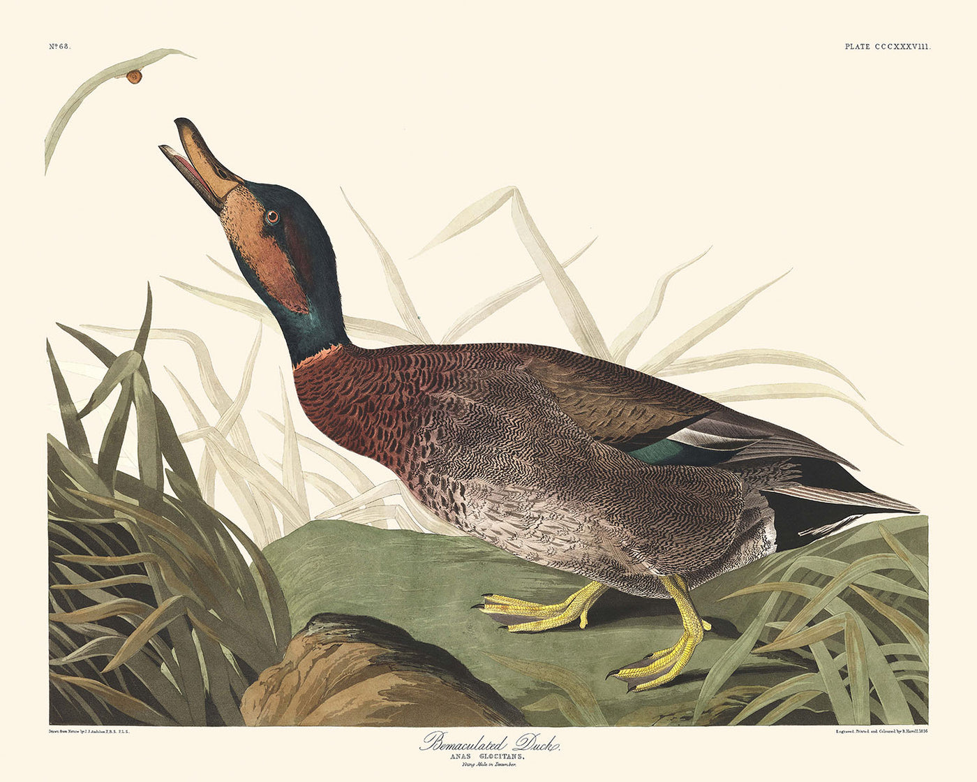 Befleckte Ente von John James Audubon, 1827