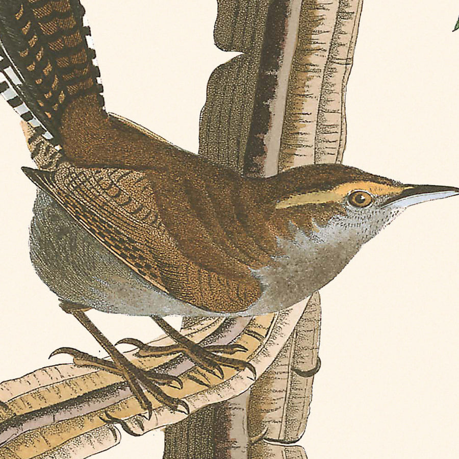 La Wren di Bewick di John James Audubon, 1827 