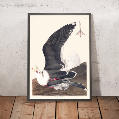 Black Backed Gull by John James Audubon, 1827