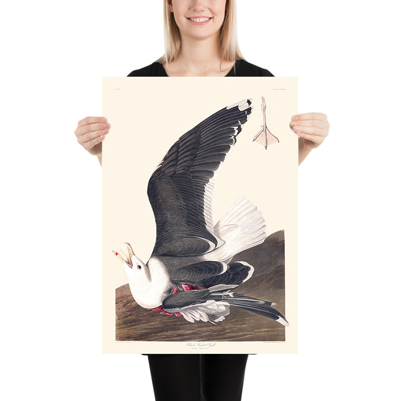 Gaviota de lomo negro, de John James Audubon, 1827