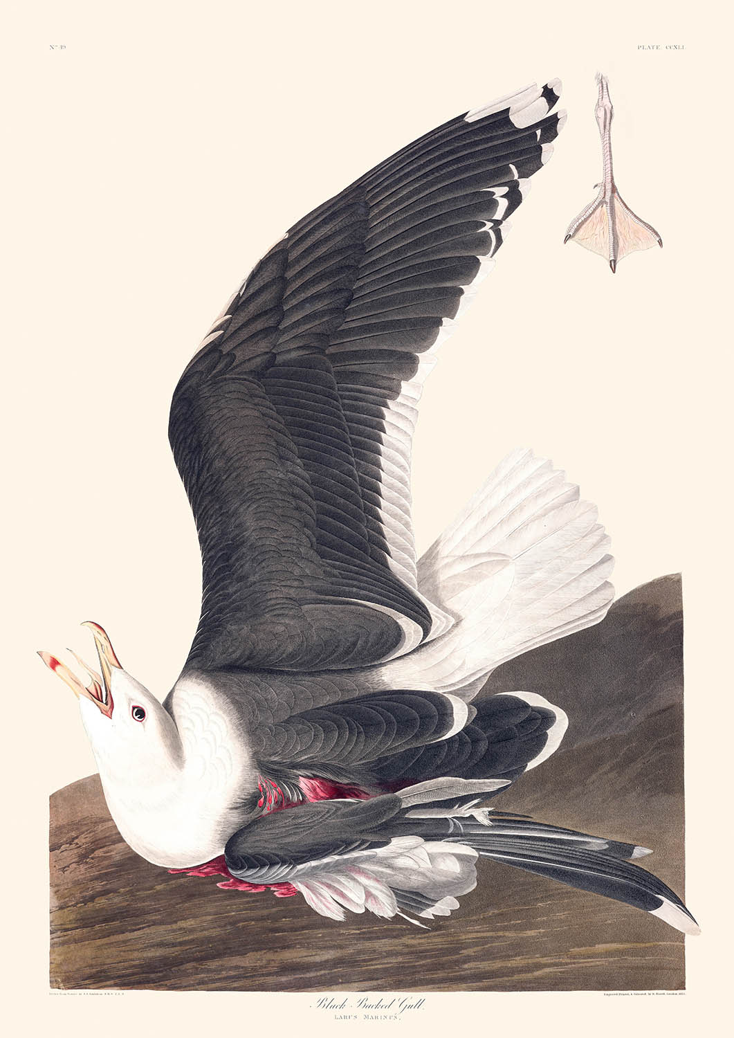 Schwarzrückenmöwe von John James Audubon, 1827 