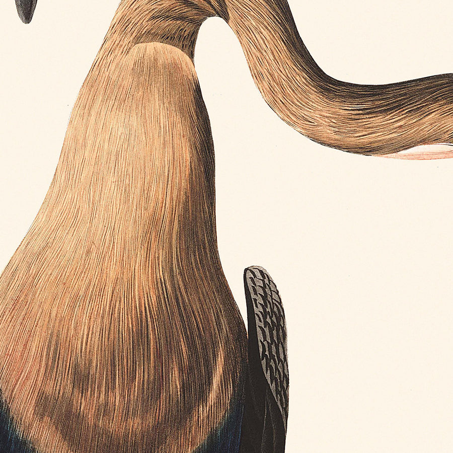 Darter dalla pancia nera di John James Audubon, 1827 