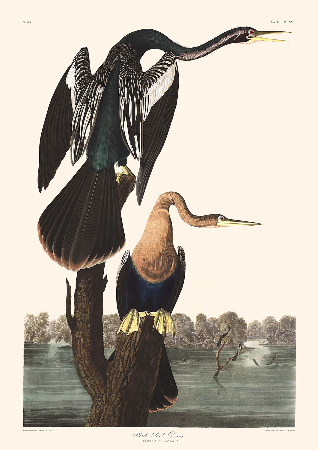 Darter de vientre negro, de John James Audubon, 1827