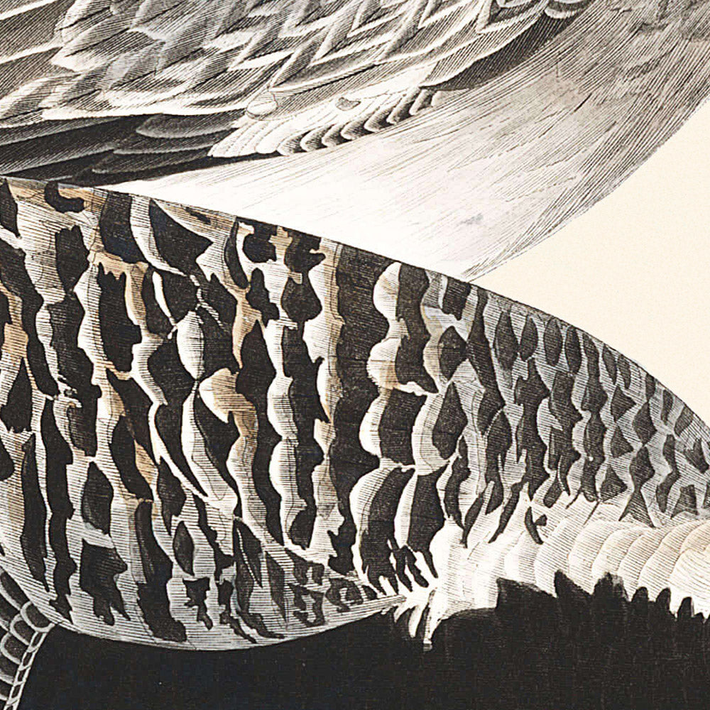 Black-bellied Plover by John James Audubon, 1827