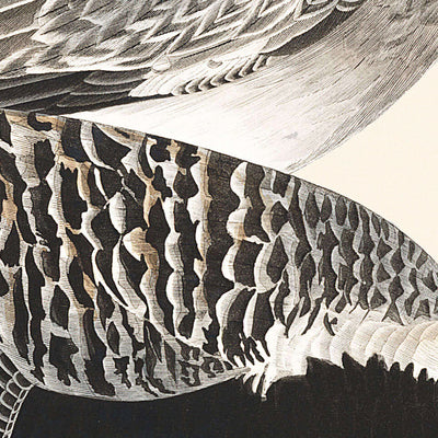 Pluvier argenté par John James Audubon, 1827