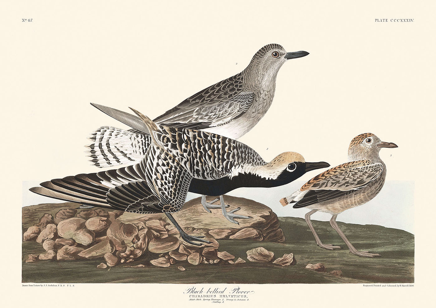 Pluvier argenté par John James Audubon, 1827