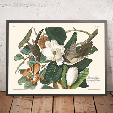 Cuculo dal becco nero di John James Audubon, 1827 