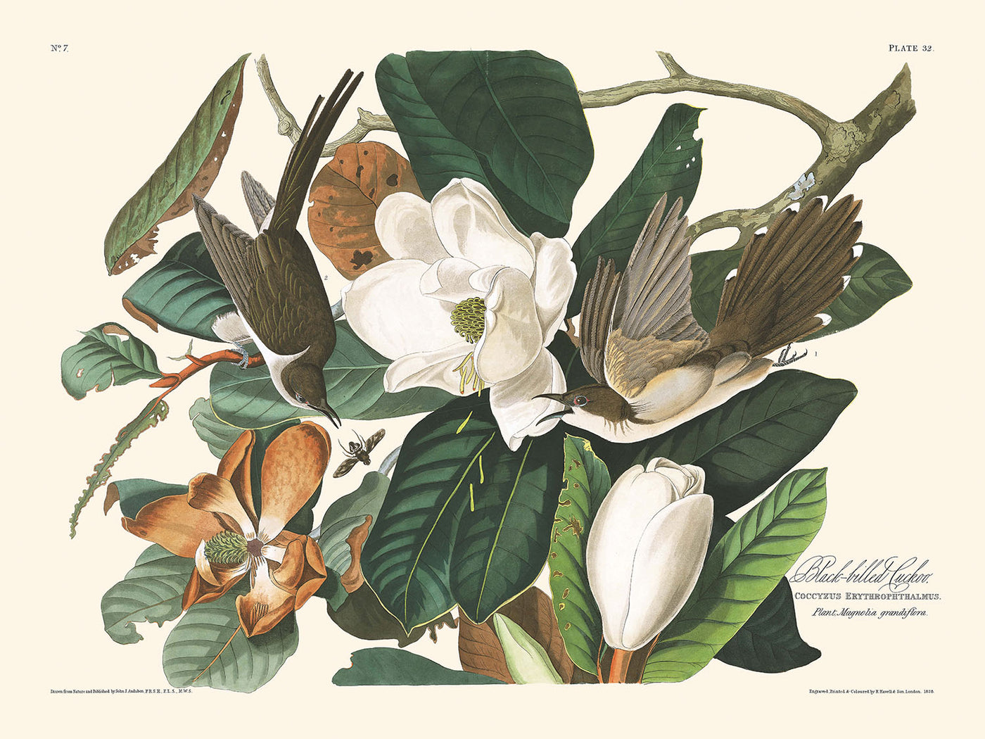 Black-billed Cuckoo by John James Audubon, 1827