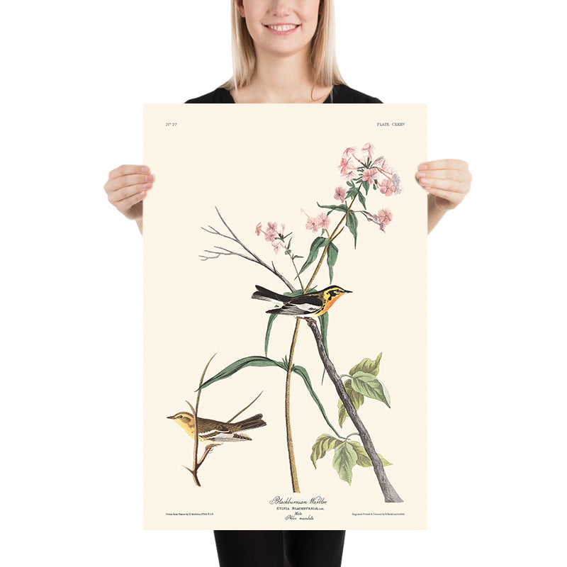 Sterna di Blackburnian di John James Audubon, 1827 