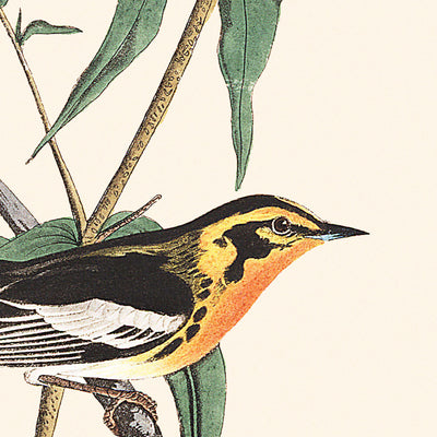 Paruline à gorge orangée par John James Audubon, 1827