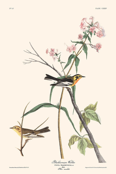 Blackburnian Warbler by John James Audubon, 1827