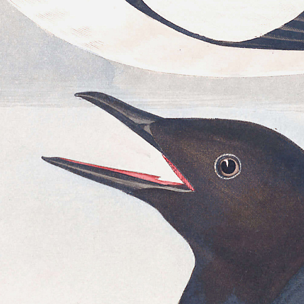 Black Guillemot by John James Audubon, 1827