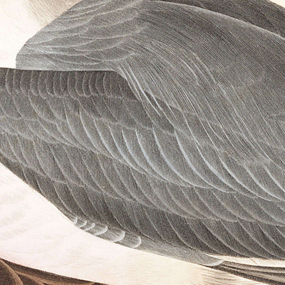 Gaviota reidora de John James Audubon, 1827