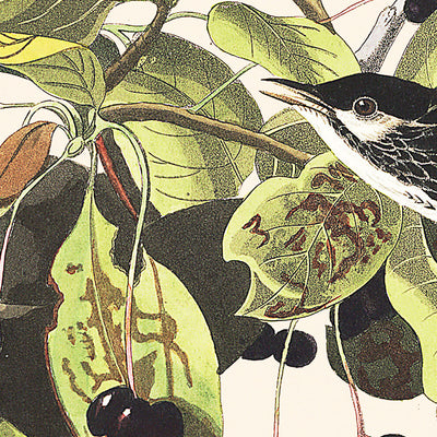 Black-poll Warbler by John James Audubon, 1827