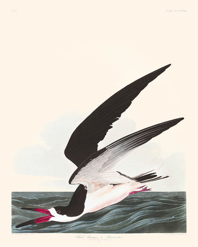 Rayadora negra o pardela, de John James Audubon, 1827