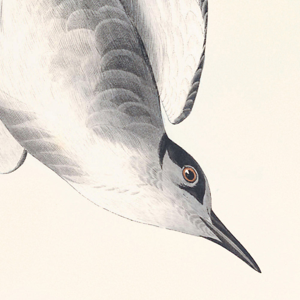 La Sterne noire de John James Audubon, 1827