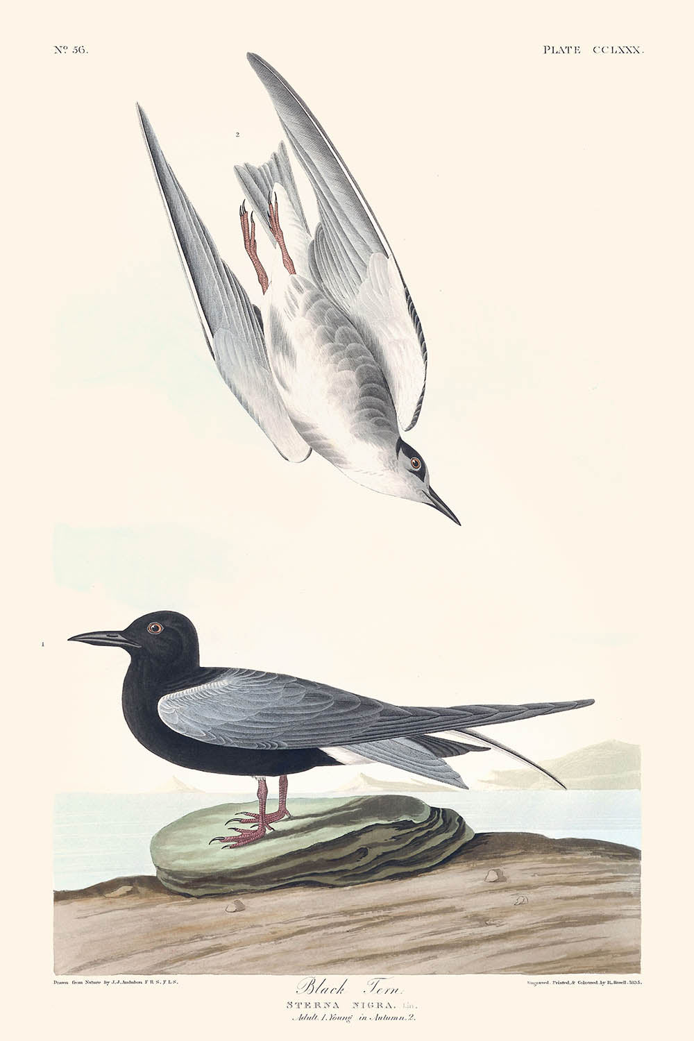 Charrán negro, de John James Audubon, 1827