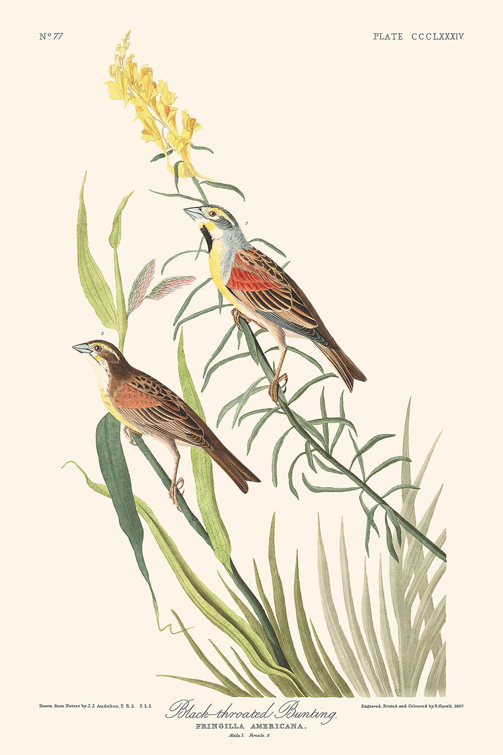 Schwarzkehlammer von John James Audubon, 1827