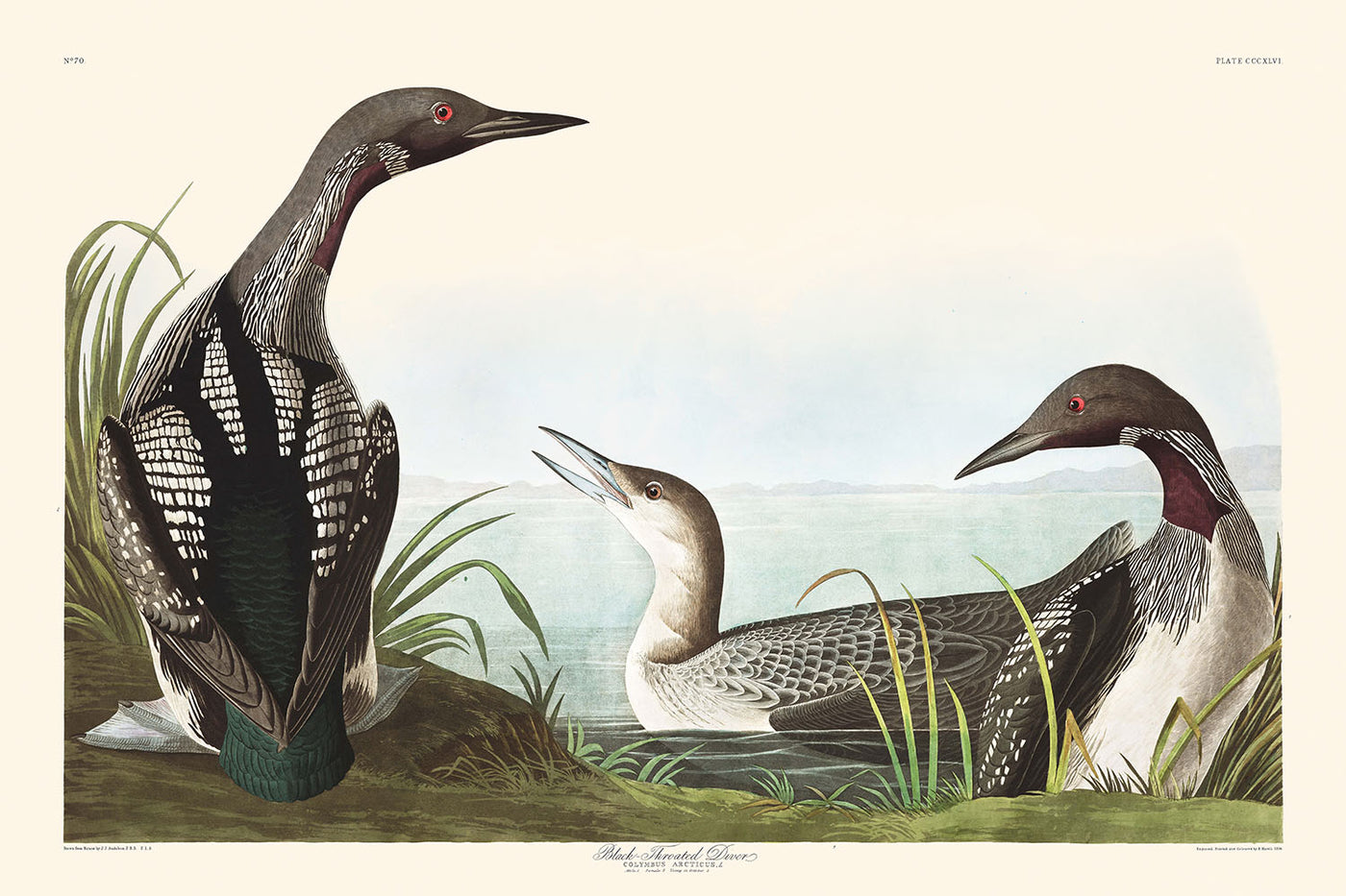 Black-Throated Diver by John James Audubon, 1827