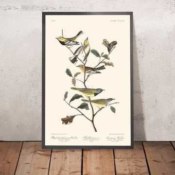 Schwarzkehl-Grünwaldsänger, Blackburnsänger, Trauermönchsänger von John James Audubon, 1827 