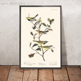 Warbler verde dal collo nero, Blackburniano, Warbler del lutto di John James Audubon, 1827 