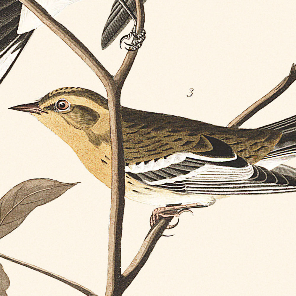 Reinita de garganta negra, reinita de Blackburn, reinita de luto, de John James Audubon, 1827