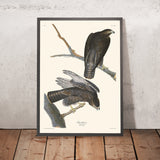 Guerriero Nero di John James Audubon, 1827 