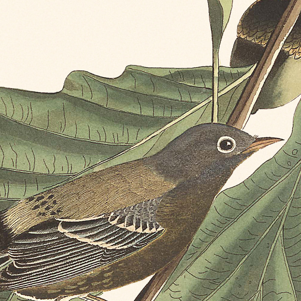 Schwarz-gelbe Waldsänger von John James Audubon, 1827