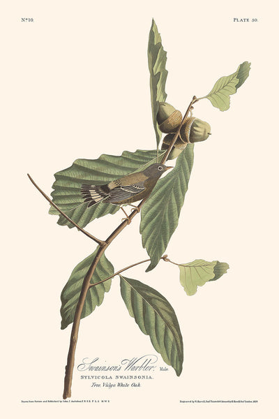 Schwarz-gelbe Waldsänger von John James Audubon, 1827