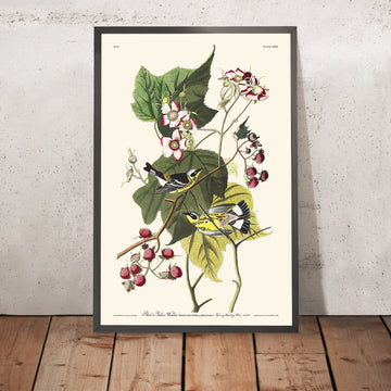 Warbler Nere e Gialle (Tavola 123) di John James Audubon, 1827 