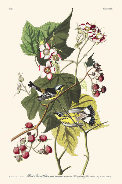 Black & Yellow Warblers (Plate 123) by John James Audubon, 1827