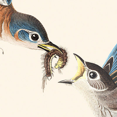 Blauer Vogel (Tafel 113) von John James Audubon, 1827