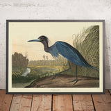 Grue bleue de 'Oiseaux d'Amérique' par John James Audubon, 1827 