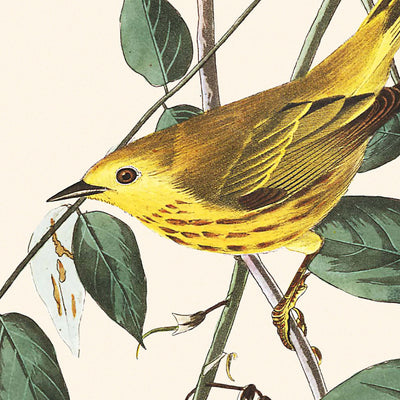 Paruline jaune aux yeux bleus par John James Audubon, 1827