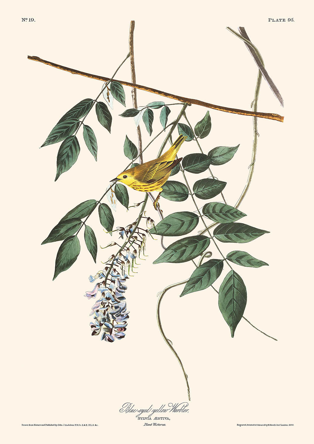 Paruline jaune aux yeux bleus par John James Audubon, 1827