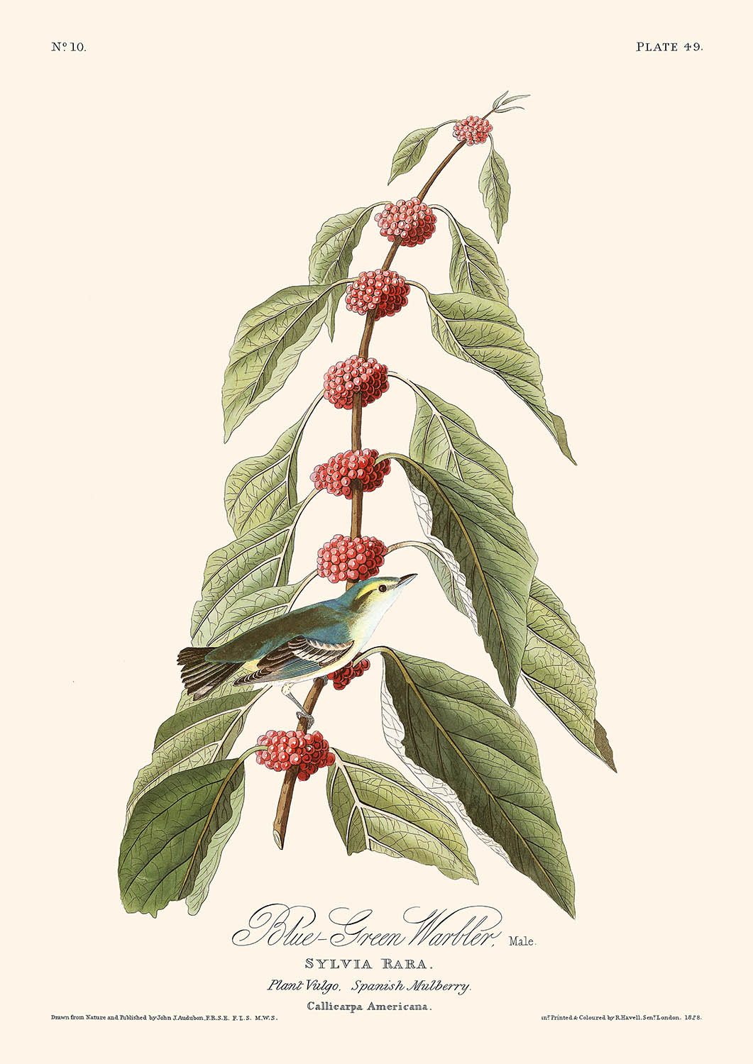 Curruca azul verdosa, de John James Audubon, 1827