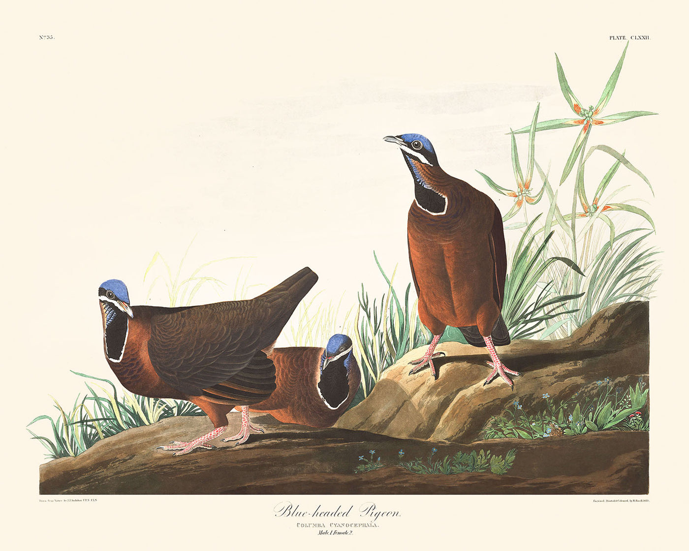 Paloma de cabeza azul, de John James Audubon, 1827