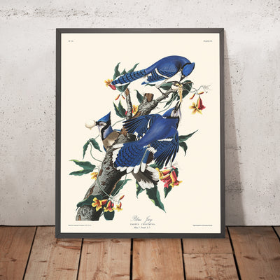 Arrendajo azul, de John James Audubon, 1827