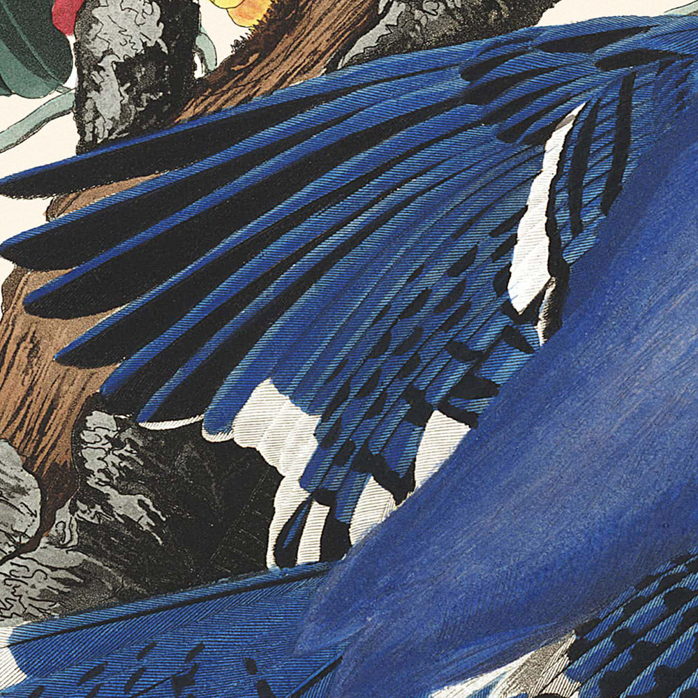 Le geai bleu de John James Audubon, 1827