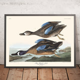 Teal dalle ali azzurre di John James Audubon, 1827 