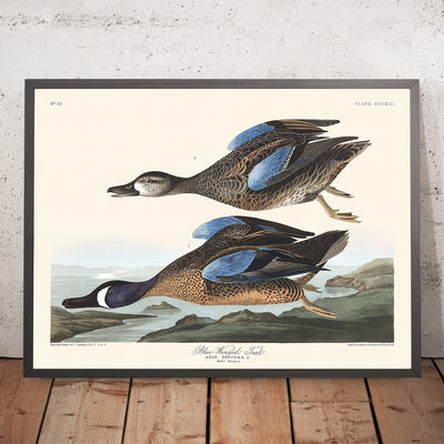 Blue-Winged Teal by John James Audubon, 1827