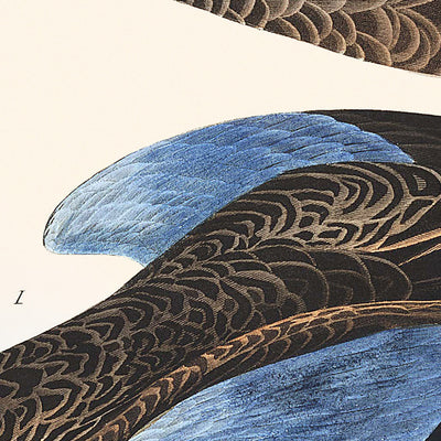 Cerceta de alas azules, de John James Audubon, 1827