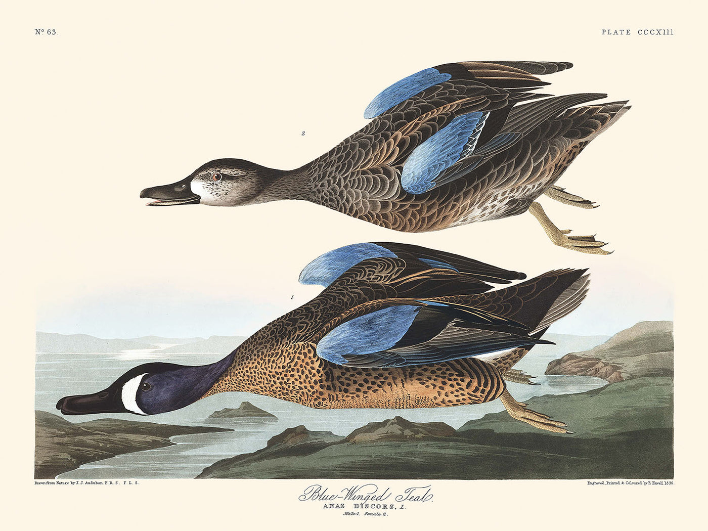 Cerceta de alas azules, de John James Audubon, 1827