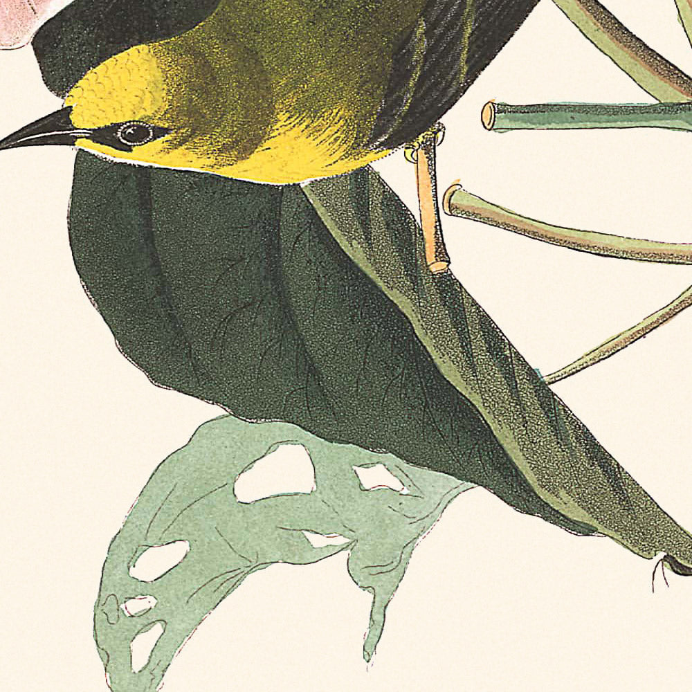 Reinita amarilla de alas azules, de John James Audubon, 1827