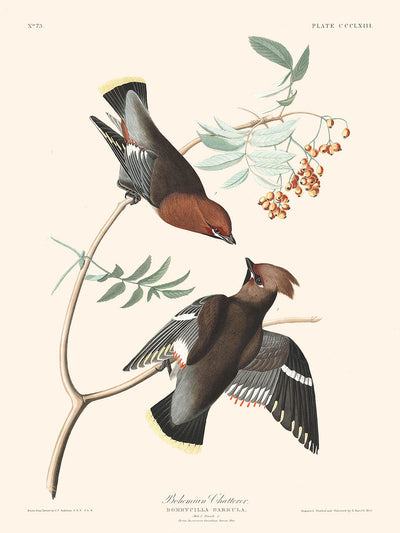 Bohemian Chatterer von John James Audubon, 1827