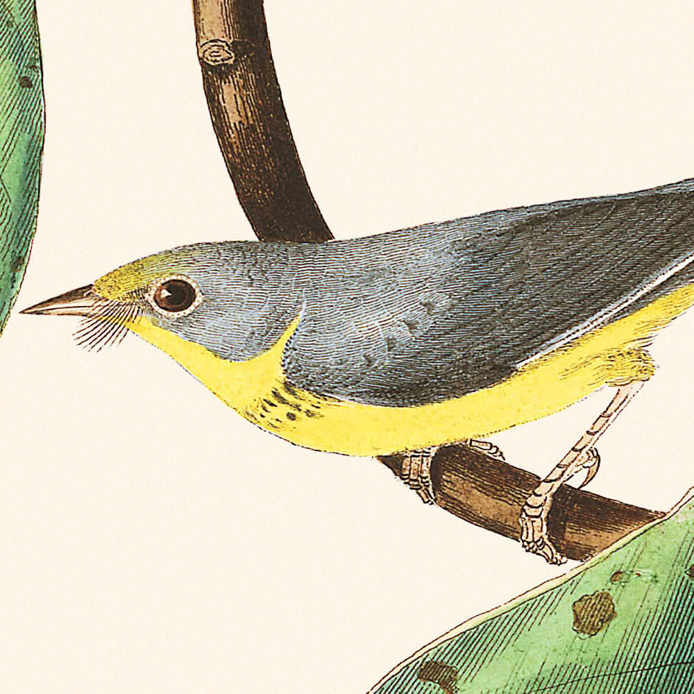 Bonapartes Fliegenschnäpper von John James Audubon, 1827