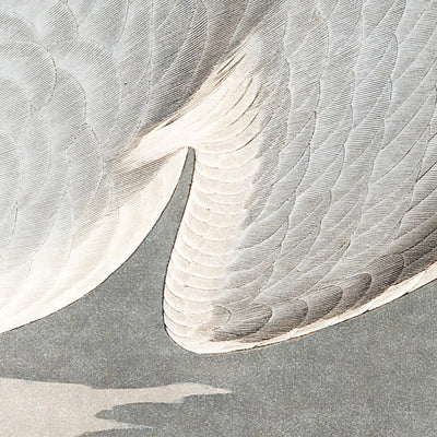 Bonapartian Gull by John James Audubon, 1827