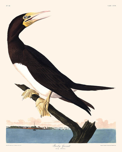 Tölpeltölpel von John James Audubon, 1827