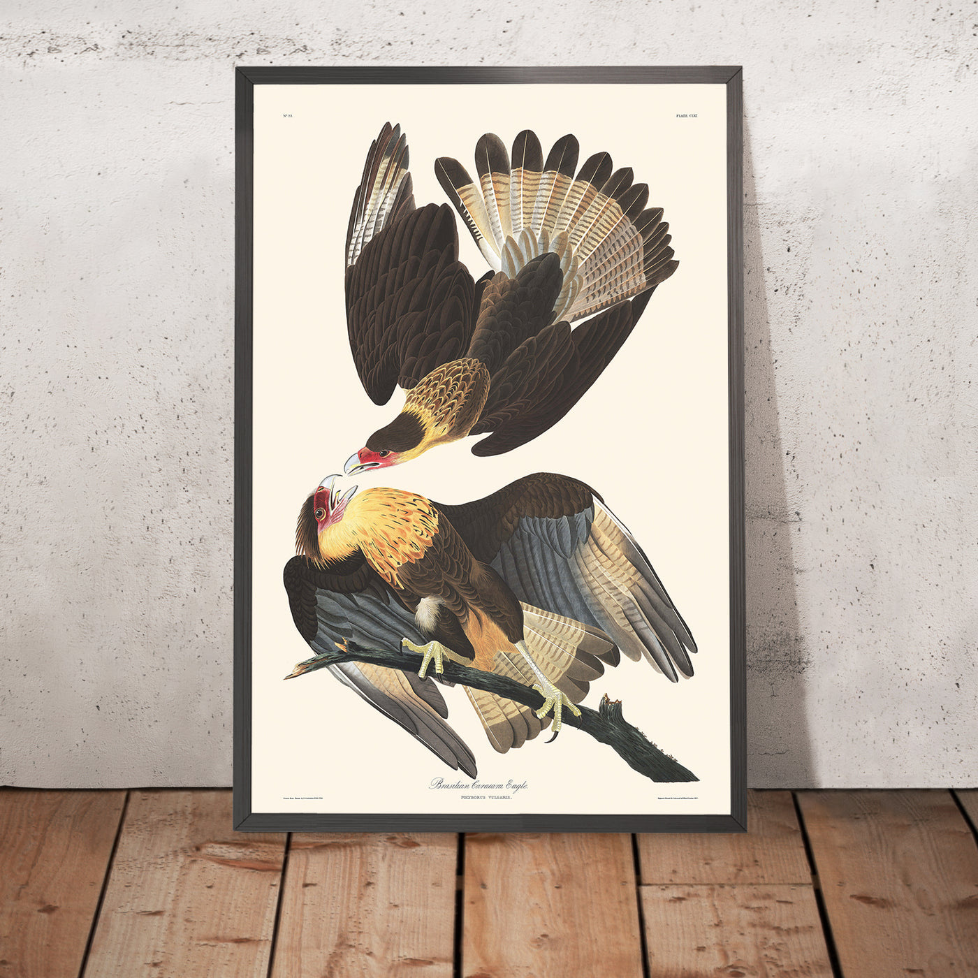 Caracara brésilien, par John James Audubon, 1827